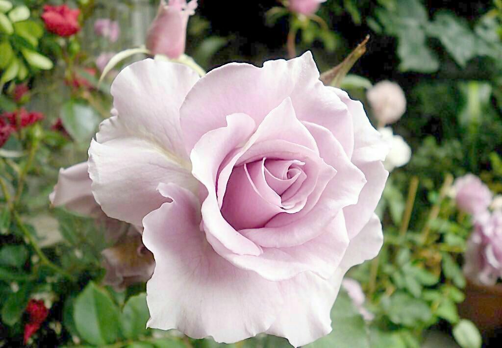 单朵欧洲月季特写