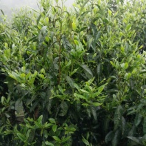 古树普洱茶一级