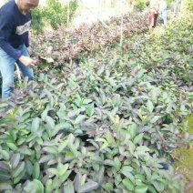 番石榴苗50~80cm