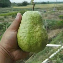 西瓜番石榴苗30~50cm