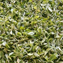 百年大树茶二级