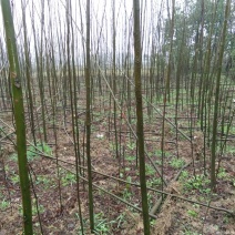 黄山栾树4~6cm4~6cm2.5~3米