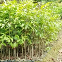 沉香树10~19cm