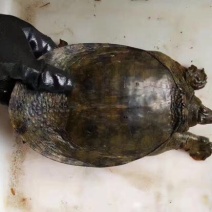 野生甲鱼