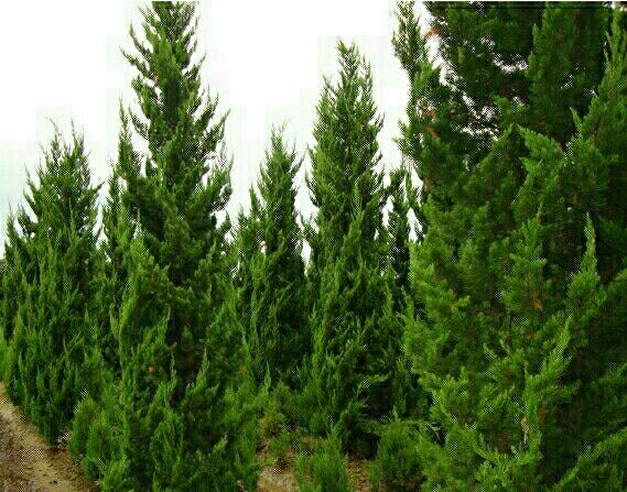 龙柏与塔柏植株对比图