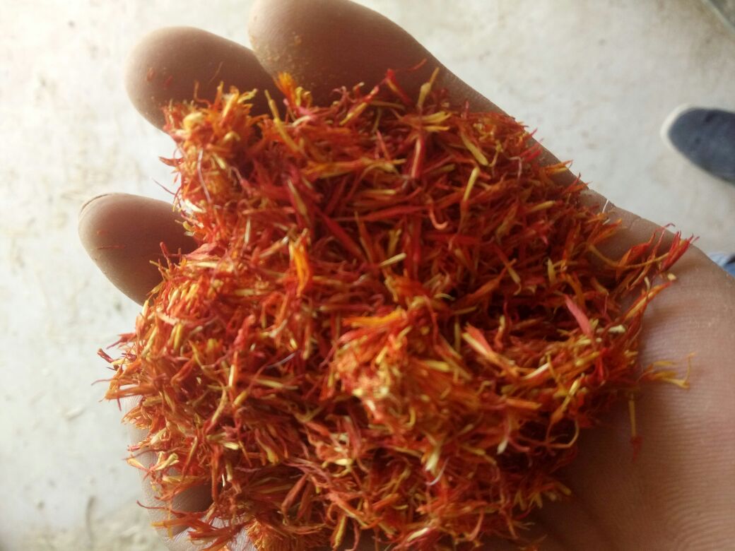 云南晋宁花农分拣‘First Red’切花场景