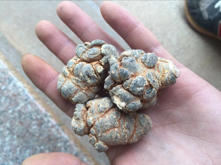 一株生长中的三七植物,叶片呈掌状复叶,顶端开花;旁边摆放数枚晒干后的三七根,呈纺锤形或圆锥形,表面灰褐色,有明显的横向皮孔和断续纵皱纹,根部带有须根痕迹 三七植株与干燥块根对比图