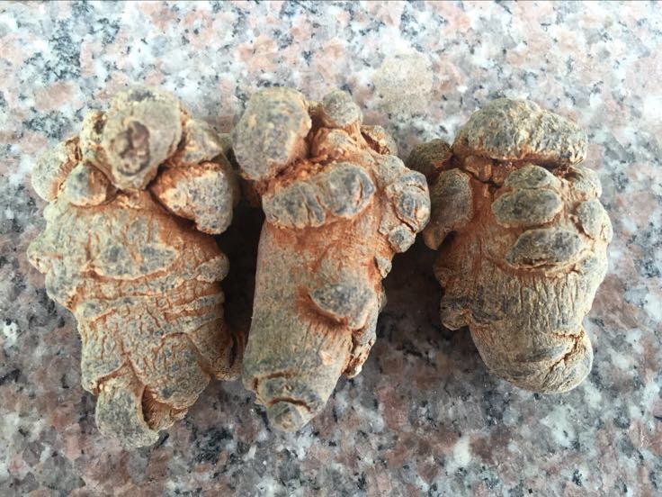 新鲜采摘并清洗干净的三七剪口,呈浅黄色至黄褐色,表面有明显的节状结构,质地坚硬,带有少量须根残留,放置在白色陶瓷盘中,背景为自然光下的中药处理台 三七剪口实物图