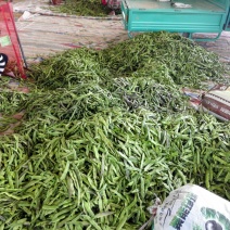 紫花油豆20厘米以上，4月3号上市。大量上布中