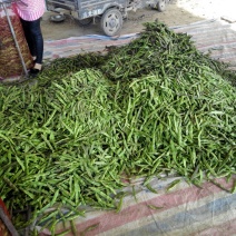 油豆角15厘米以上，成武紫花油豆大量上市，