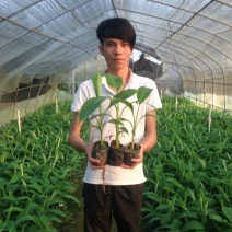 红香蕉苗2~3年原种