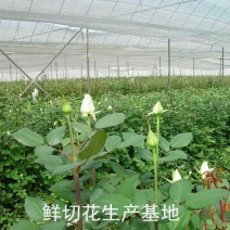 白玫瑰苗10cm以下