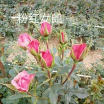 玫瑰苗10cm以下