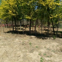 金叶榆6~8cm6~8cm2.5~3m