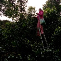 老树茶一级