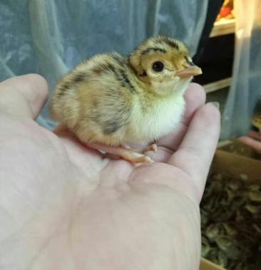 七彩山鸡苗3545克出壳苗通货