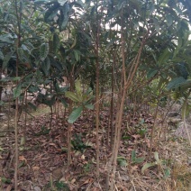 枇杷树171~200cm