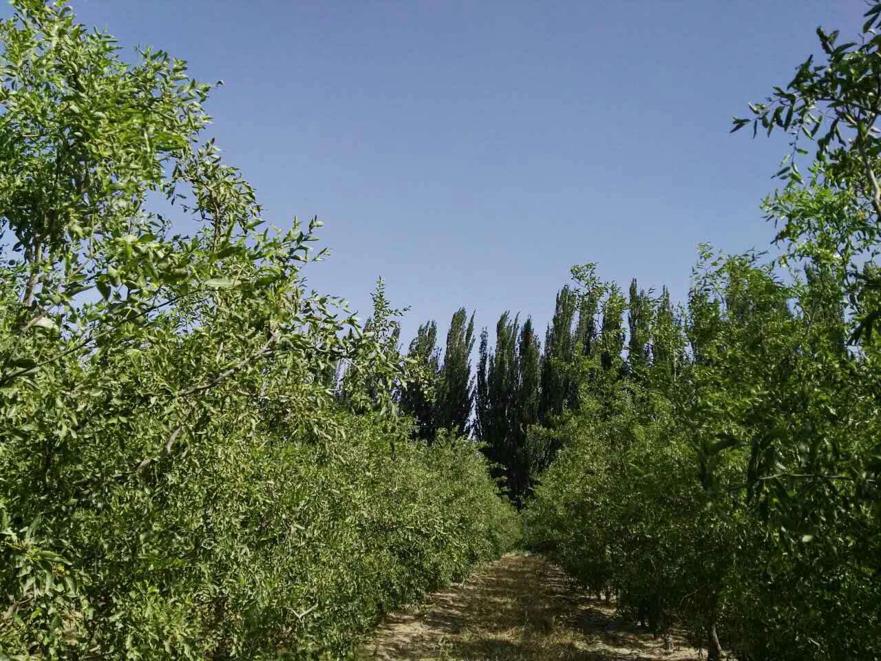 若羌红枣丰收场景