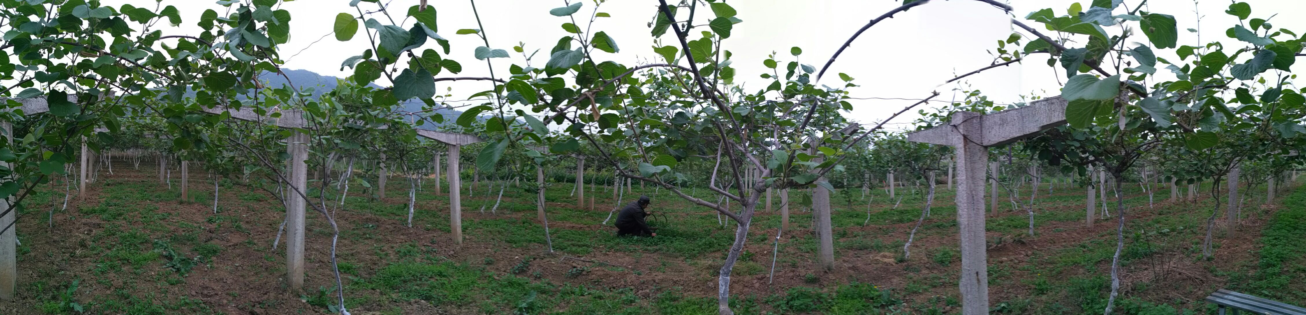 规模化种植的海沃德猕猴桃果园航拍图
