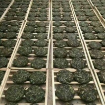古树茶一级