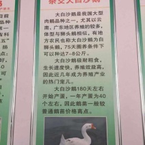 狮头鹅苗