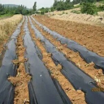 地膜黑色除草膜树苗扦插专用膜多种规格厂家直销