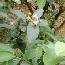 番石榴苗30~50cm
