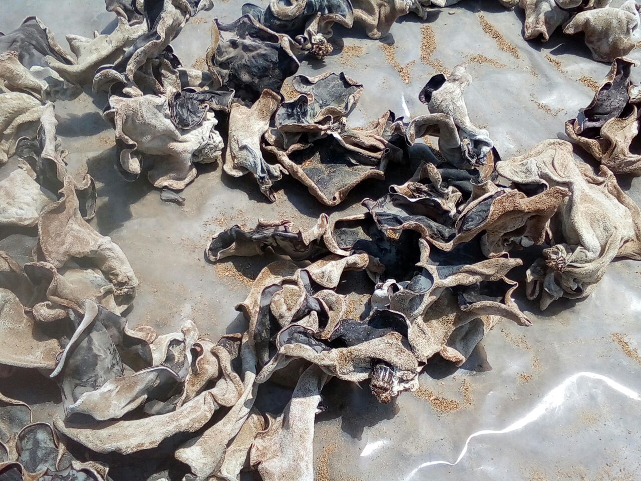 新鲜采摘的建阳毛木耳特写照片,展示其背面短密绒毛与正面光滑胶质层的双面特征,旁边放置标尺显示耳片直径约10厘米,背景为竹制晾晒架 建阳毛木耳特写对比图
