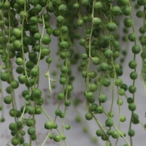 吊兰30~50cm