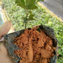 牛大力种苗15cm以下