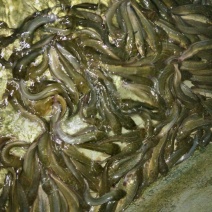 胡子鲶食用
