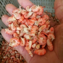 红虾食用冻虾