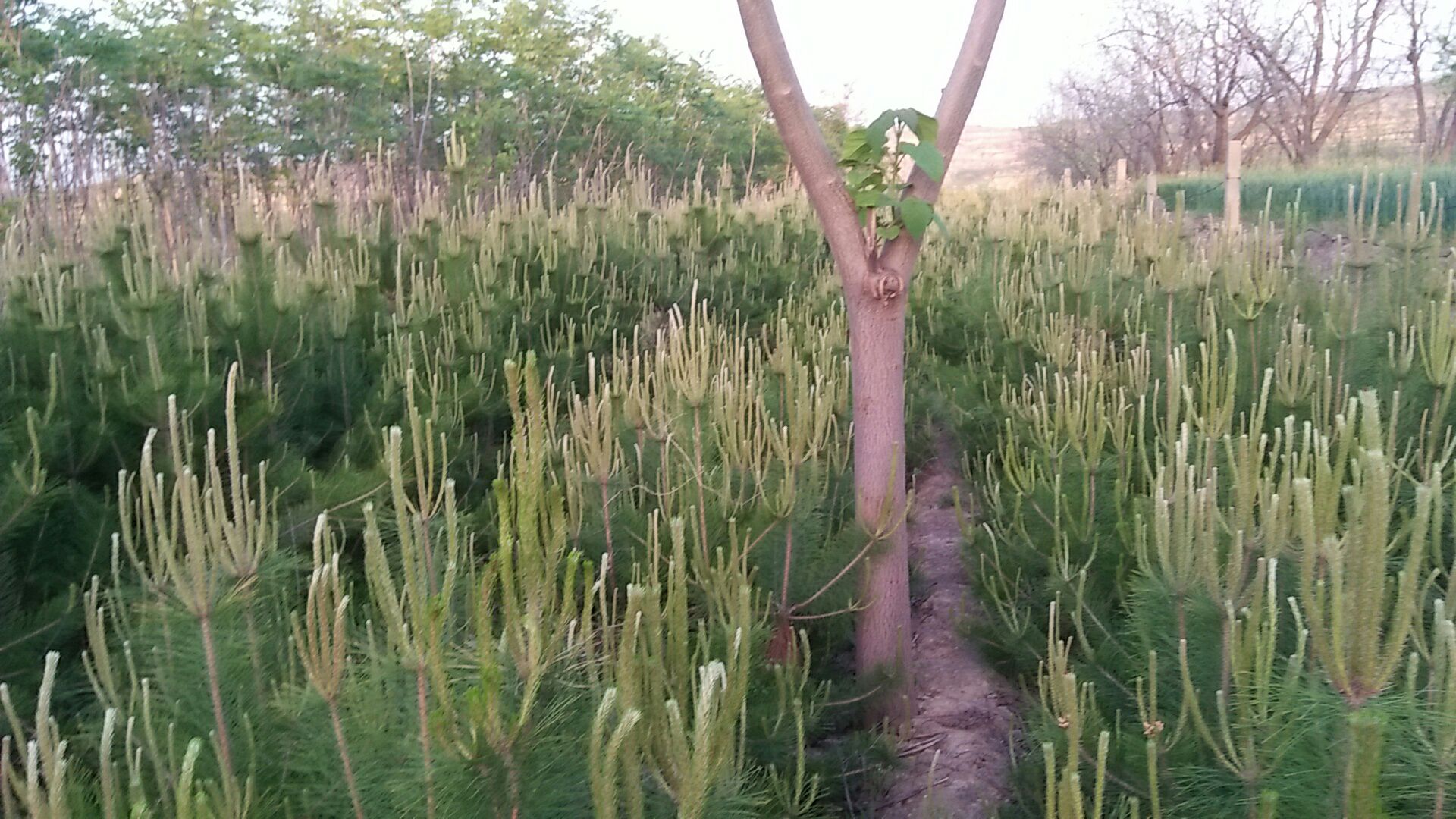 造型油松在庭院景观中的实际应用