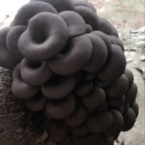 菌棒