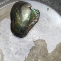 河蚌