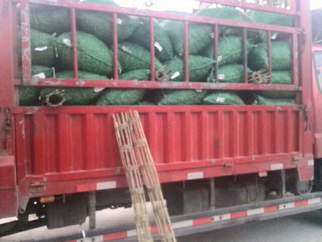 运输中的青豌豆