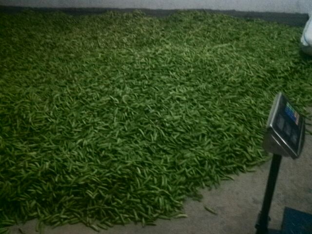 厨房秤上摆放多个土豆