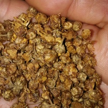 野菊花颗粒