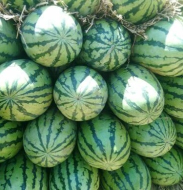 冠龙西瓜 10斤打底 9成熟 1茬