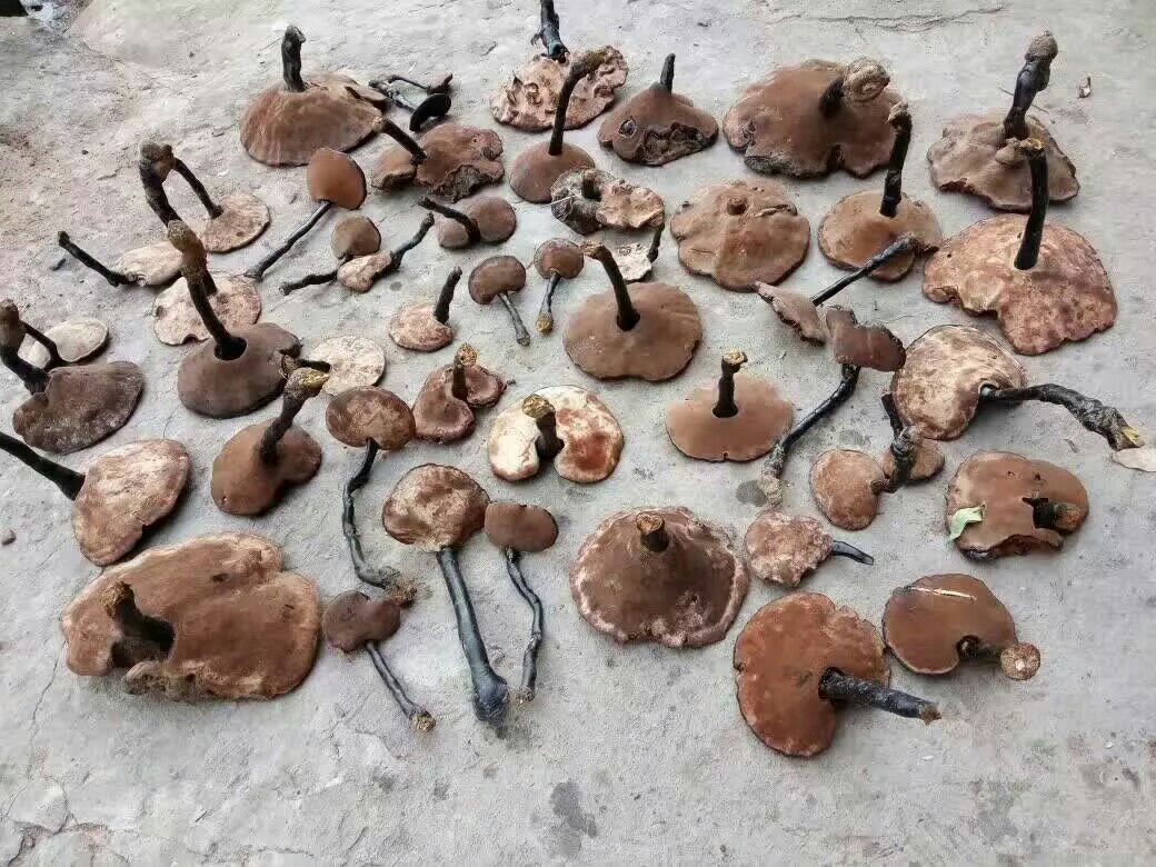 一位采药人在山林中仔细检查一株从老柞树根部长出的灵芝,手持放大镜观察菌孔结构,背包旁摆放着采集工具和记录本,体现专业采收过程 图片描述