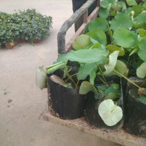 荷花10~20cm