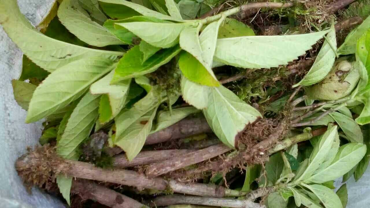 八角根部特写图