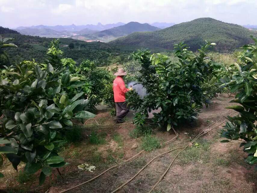 蜜柚果园中正在喷洒农药的场景