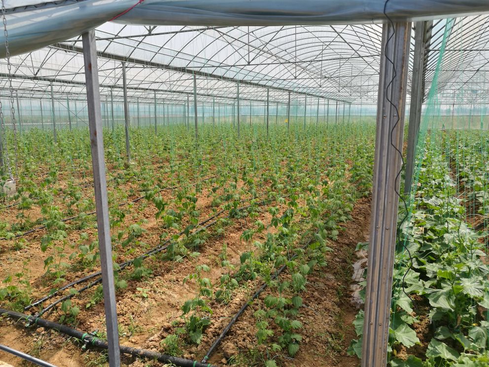 一片生机勃勃的苦瓜种植园,藤蔓攀附在整齐的棚架上,绿叶间垂挂着长短不一的深绿色苦瓜,部分花朵仍开放着黄色花瓣,农民正在弯腰采摘,阳光透过叶片洒下斑驳光影,展现生态农业风貌 苦瓜种植田间场景