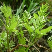 藤茶一级