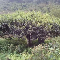 老树茶一级