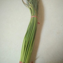 菜苔30~40厘米