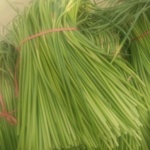 红菜苔30~40厘米