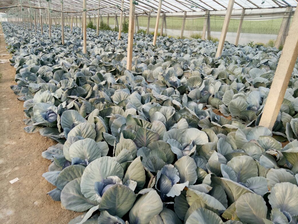 春季大棚内中甘甘蓝紫甘蓝品系整齐定植,植株株型紧凑,外叶深绿带紫晕,内层叶球已显现均匀浓紫红色,叶球紧实饱满,直径约15–18 cm,土壤湿润疏松,背景可见标准化钢架大棚结构 中甘甘蓝紫叶球田间长势全景图