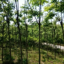 黄山栾树10~12cm8~10cm2.5~3米